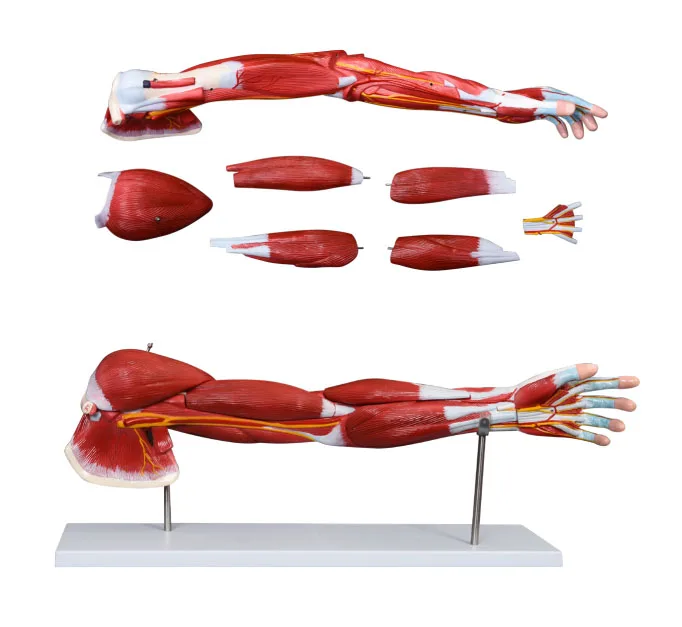 Upper Limb Muscle Arm Anatomy Model Detachable Arm Anatomical Model