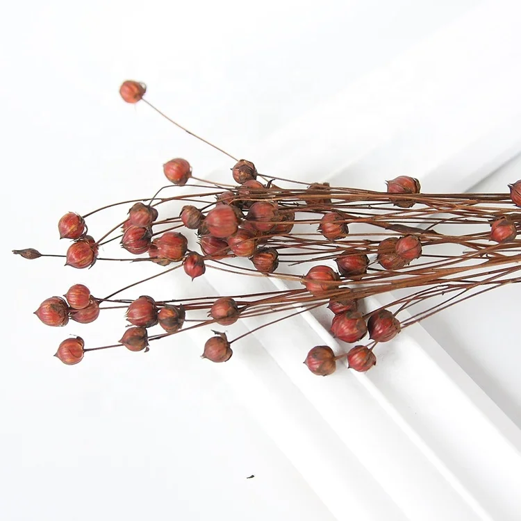 Summer Flora High Quality Beautiful Natural Small Mini Head Natural Flower  Preserved Flower Acacia Bean