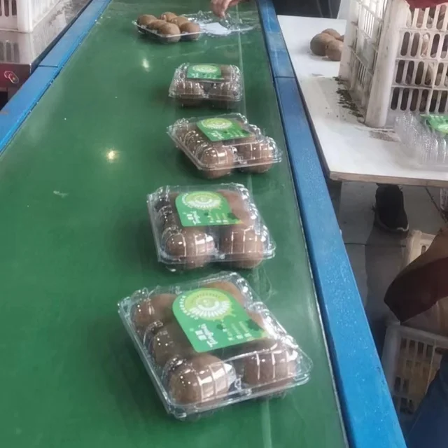 Premium Fresh Nutritious Green Kiwifruit High Quality Kiwi Fruits