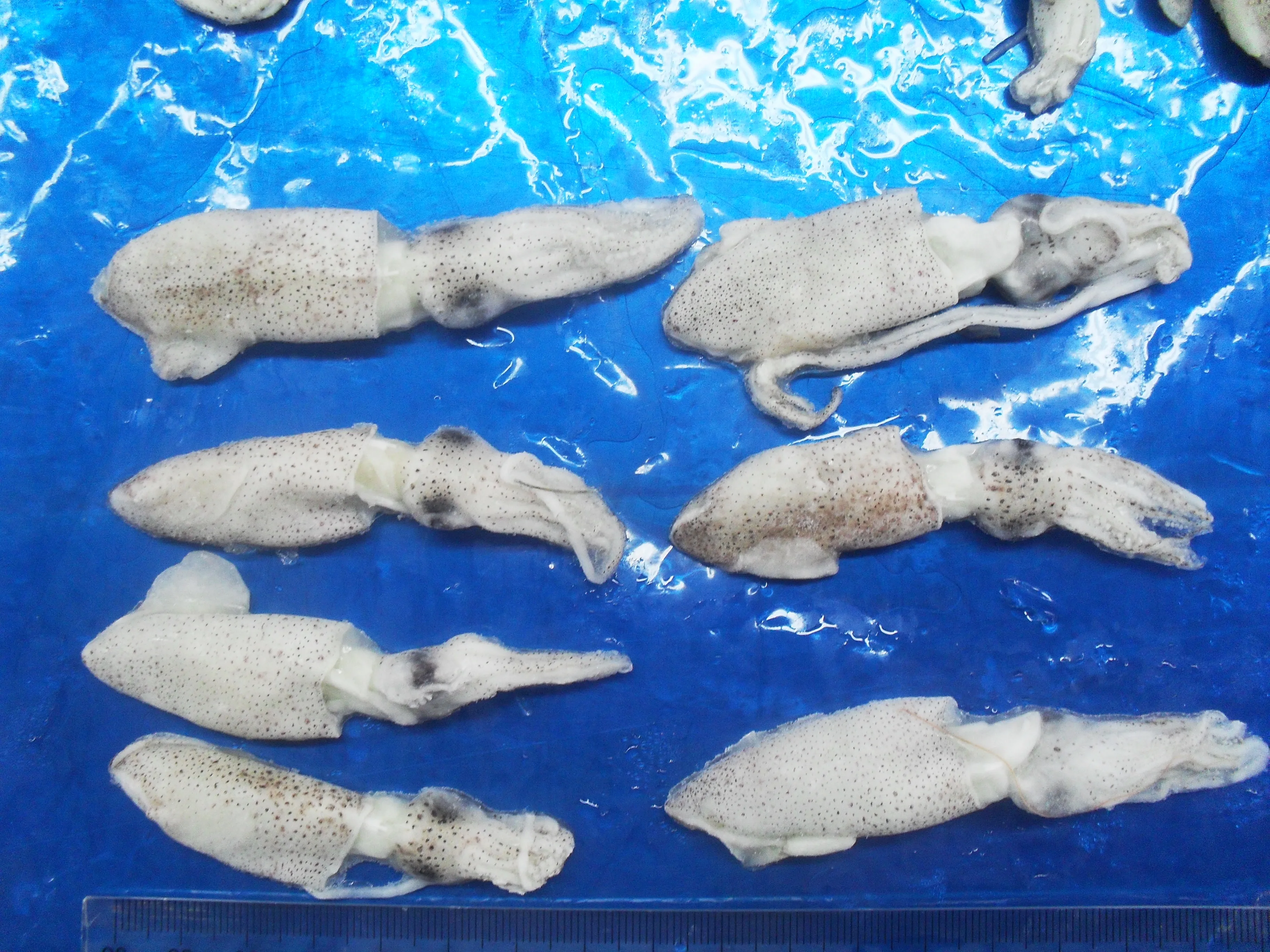 Factory Directly Supply Loligo Natural Nutrition Delicious Frozen Baby Squid For Cooking