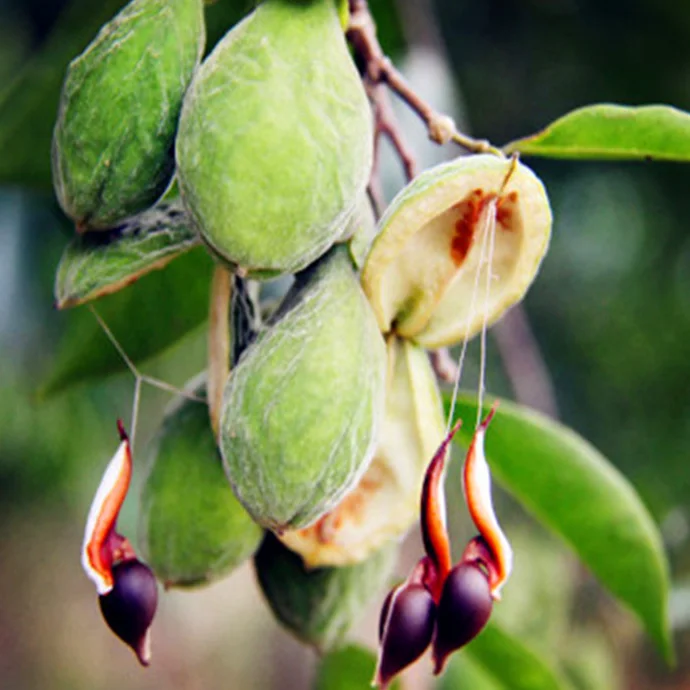 
Endangered Chinese tropical tree Aquilaria sinensis agarwood seeds 