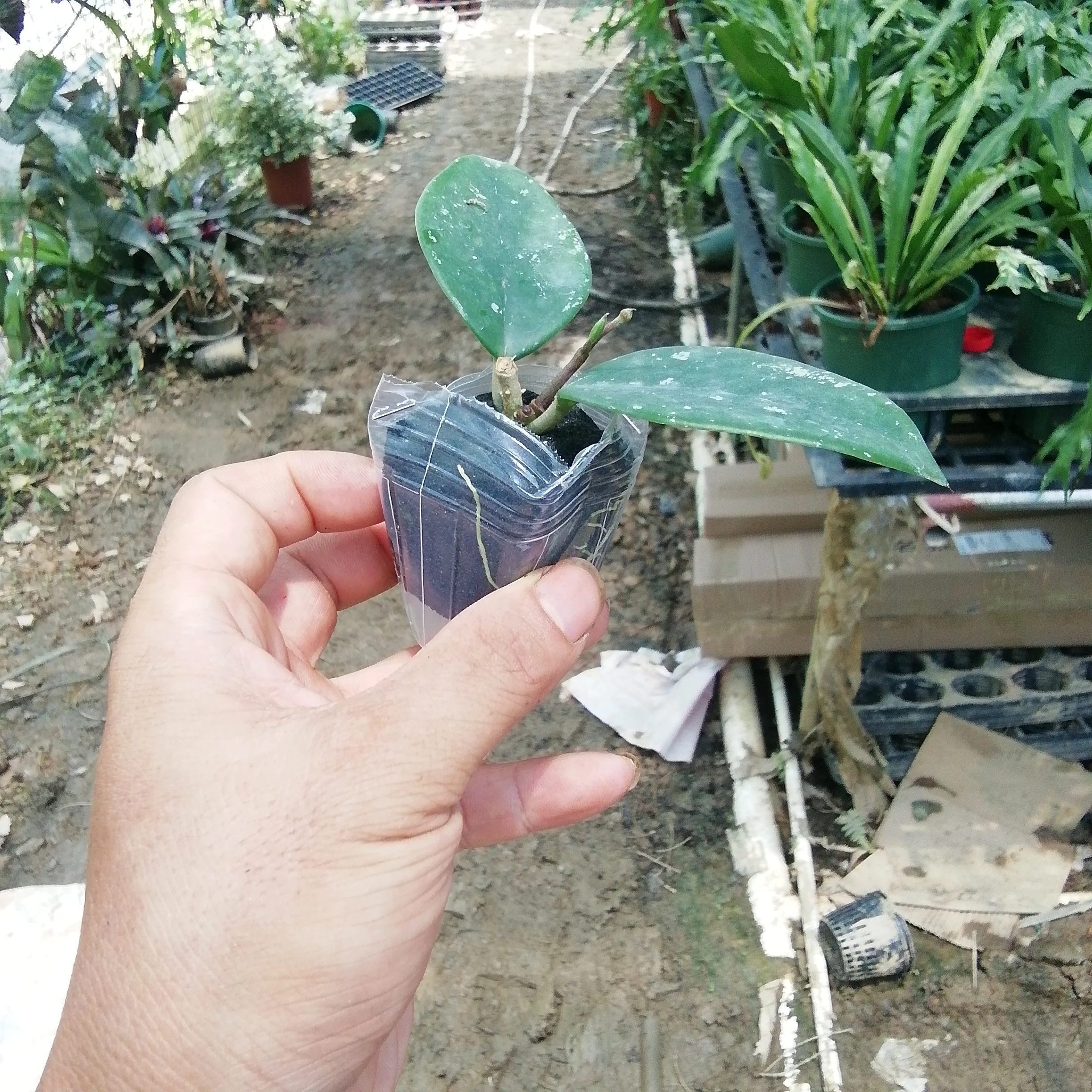 
Indoor ornamental plant hot wholesale high quality real plants Hoya Carnosa Stardust of indoor plants Supplier 