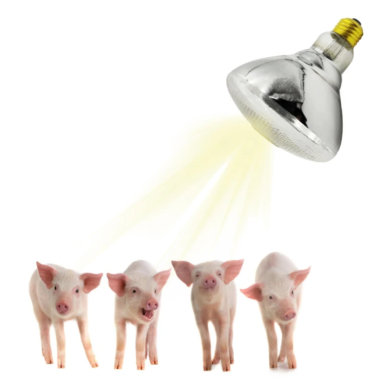 Factory good price Waterproof 250W BR38 swine farm heaters CE ETL certified infrared heating bulb manufacturer for pigs