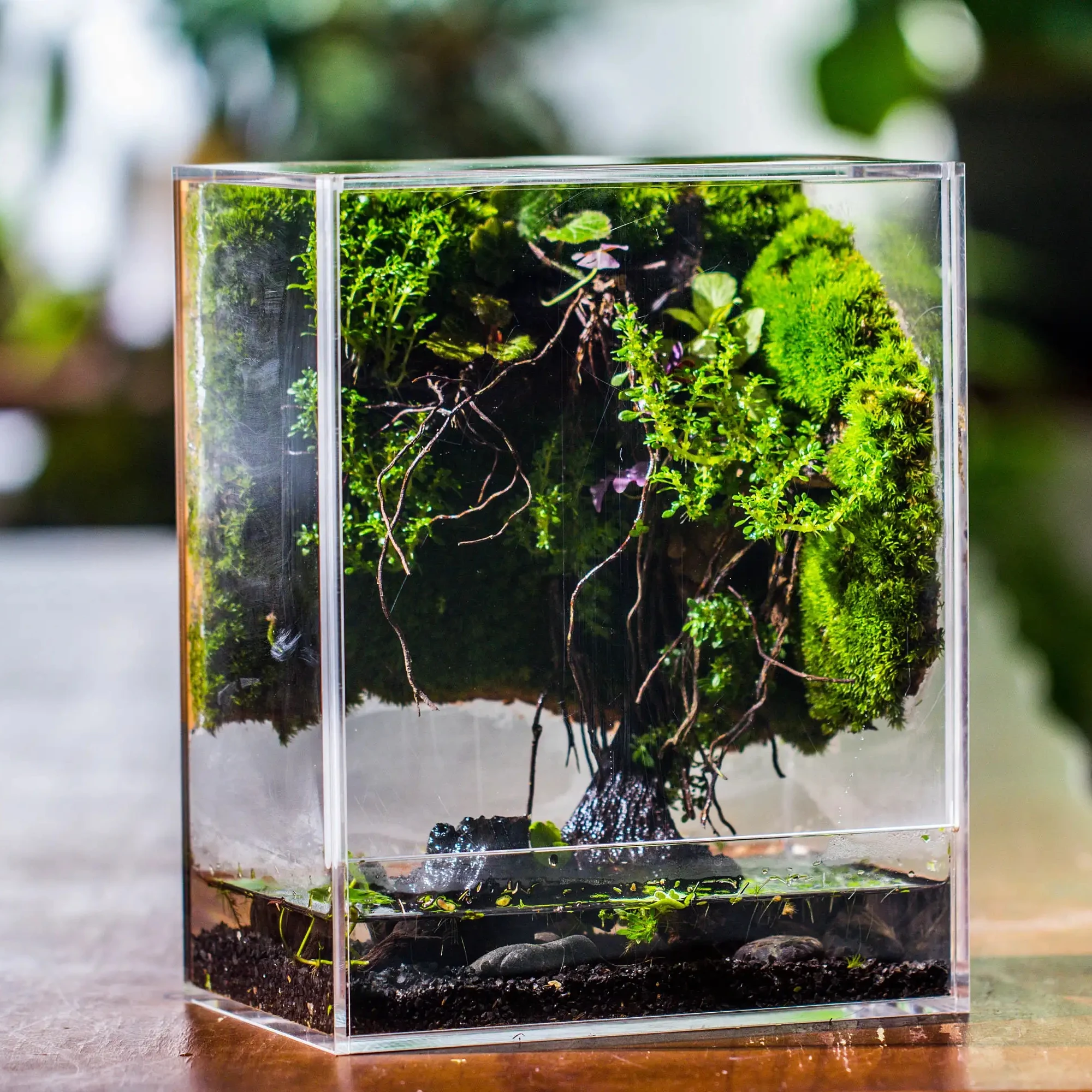 Handmade Water Tight Clear Extra Tall Acrylic Terrarium With Lid Geometric Glass Terrarium Wholesale