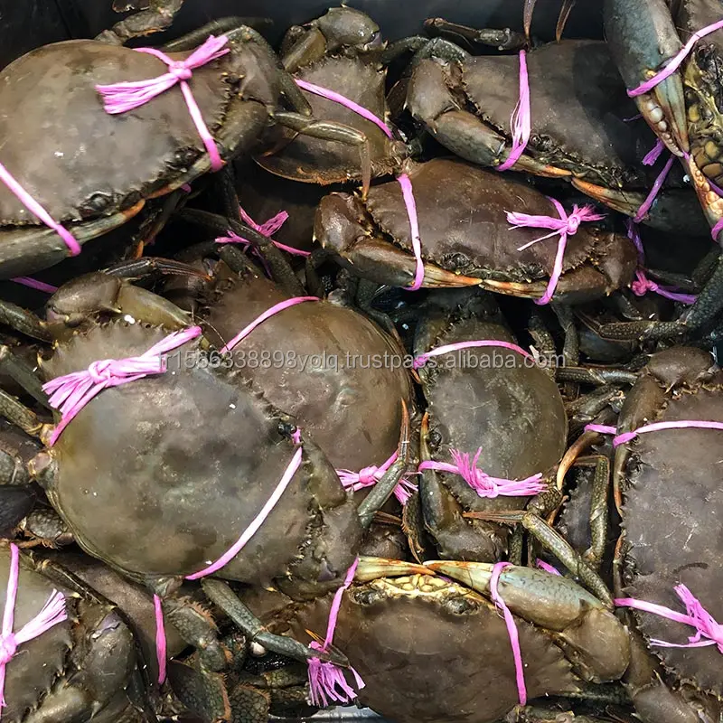 Frozen Madagascar Raw Whole Mud Crab (200-300g)