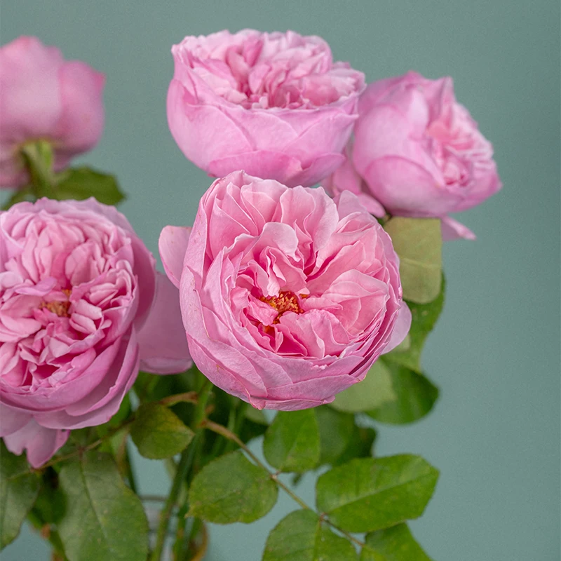 Wholesale High Quality Kunming Fresh Cut Flowers Kelly Fresh Roses for Home Flower Arrangements