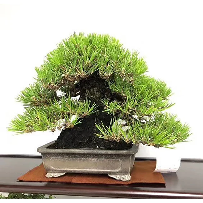 
Home And Garden Wholesale High Quality Live Real Bonsai Japanese Tree 