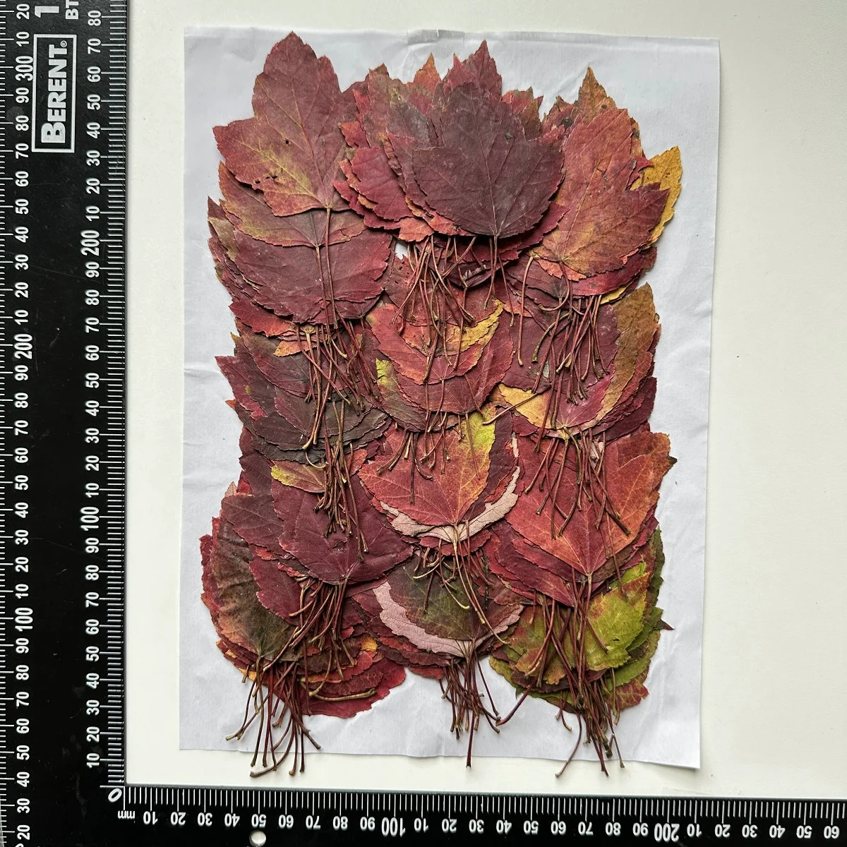 1000pcs/pack Swamp Maple Leaf Autumn Color Series Pressed Leaf For Photo Paint Frame