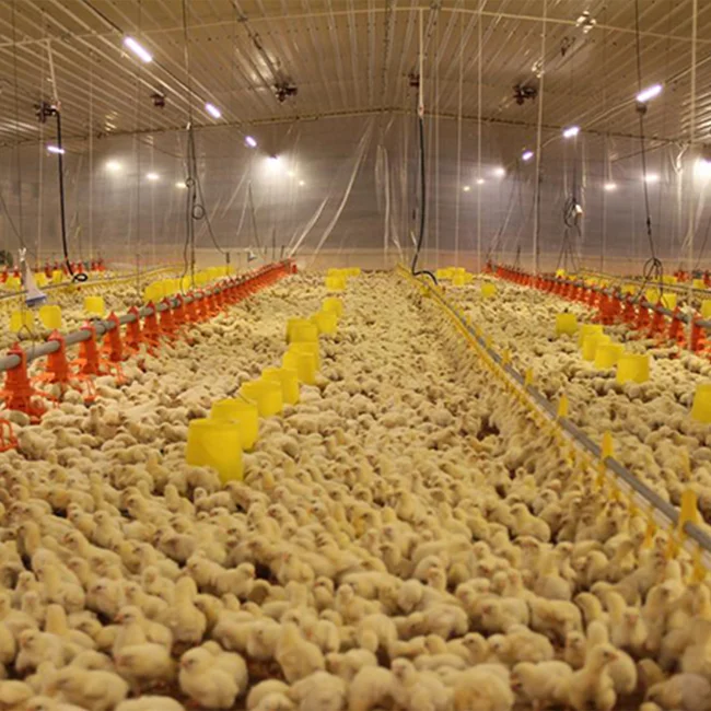 Steel Structure Warehouse Pen Farm Hen Farming Animals Laying Hens Easy Construction Chicken Breeding