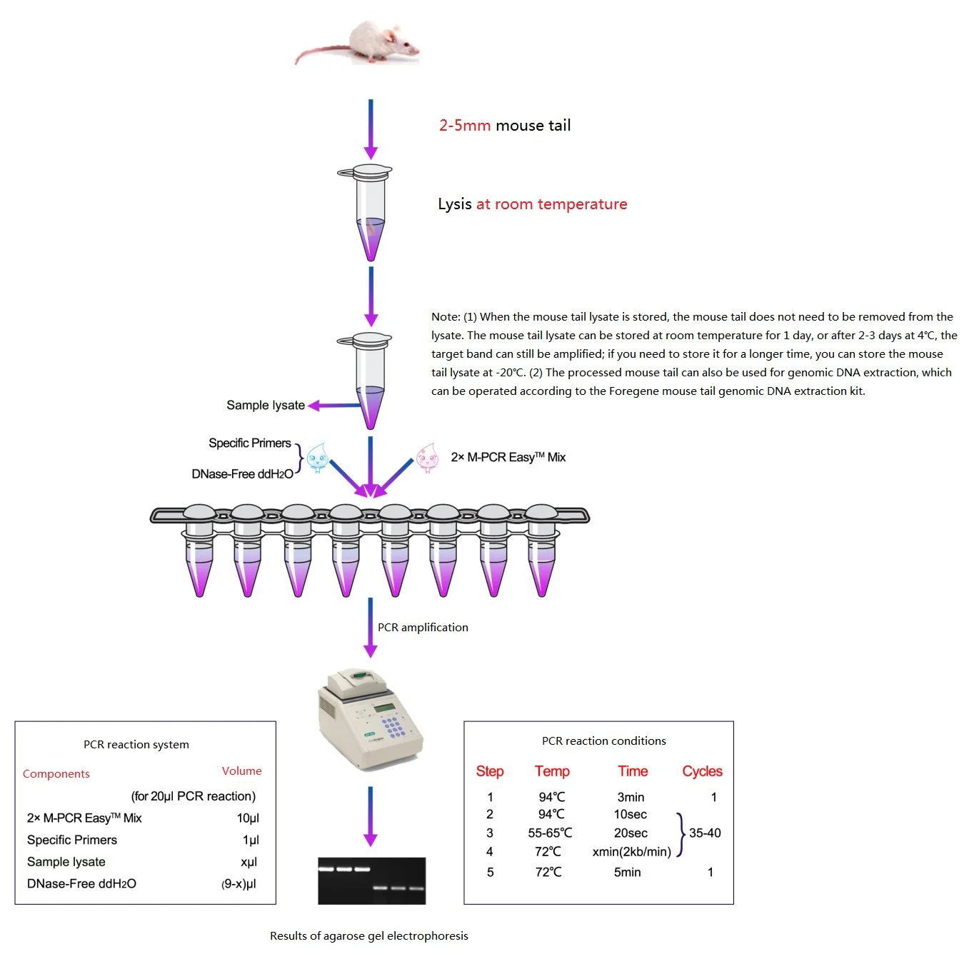 ms tail SUPER direct PCR.png