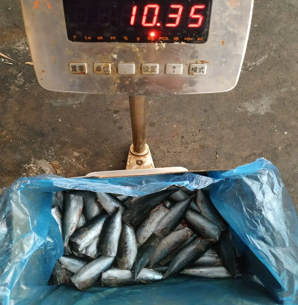Frozen Bonito Tuna Bullet Tuna HGT for Canning,Auxis Thazard,Auxis Rochei