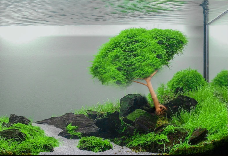 Natural aquarium landscaping Small Brazilian Bonsai Tree driftwood aquarium bonsai tree