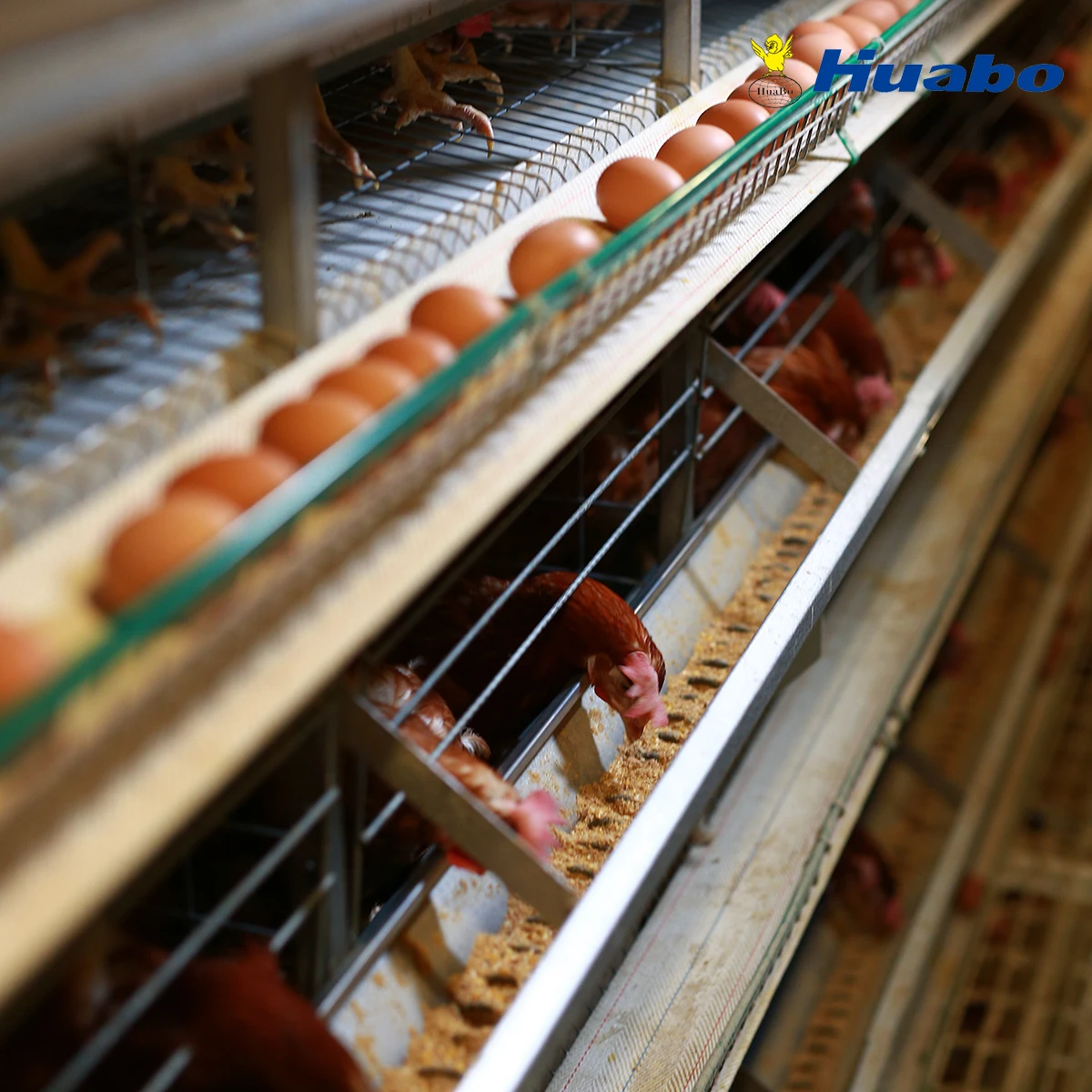 
 Завод-поставщик цыплят, сельскохозяйственное оборудование для птицеводства, автоматическая клейкая клетка на батарейках  