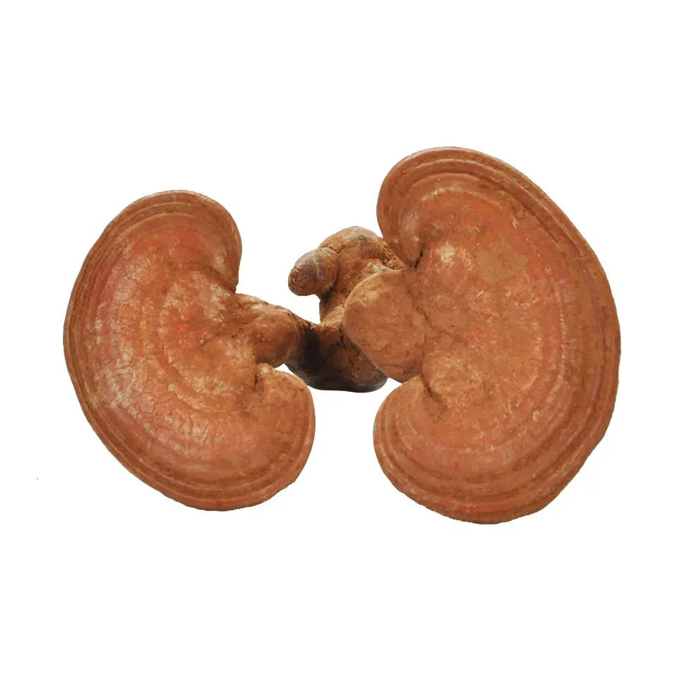 
Dried whole wild Ganoderma Lucidum Sinensis fruiting body Lingzhi Red Reishi Mushroom 