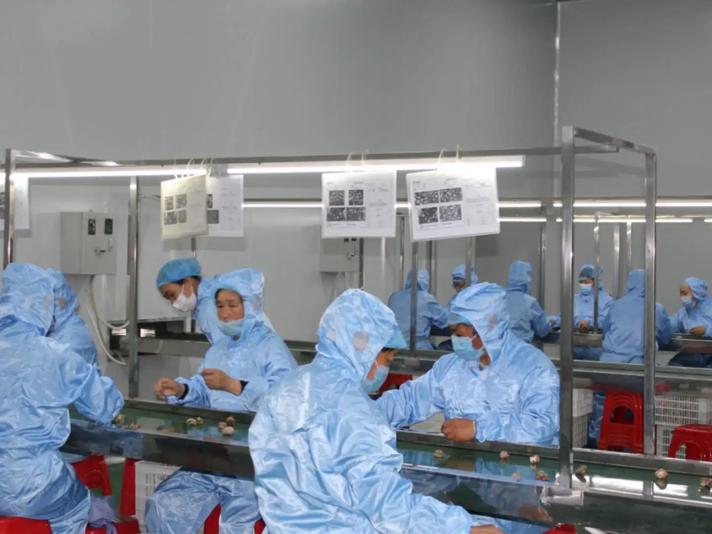 
hot sale dried shiitake mushroom organic heathy 