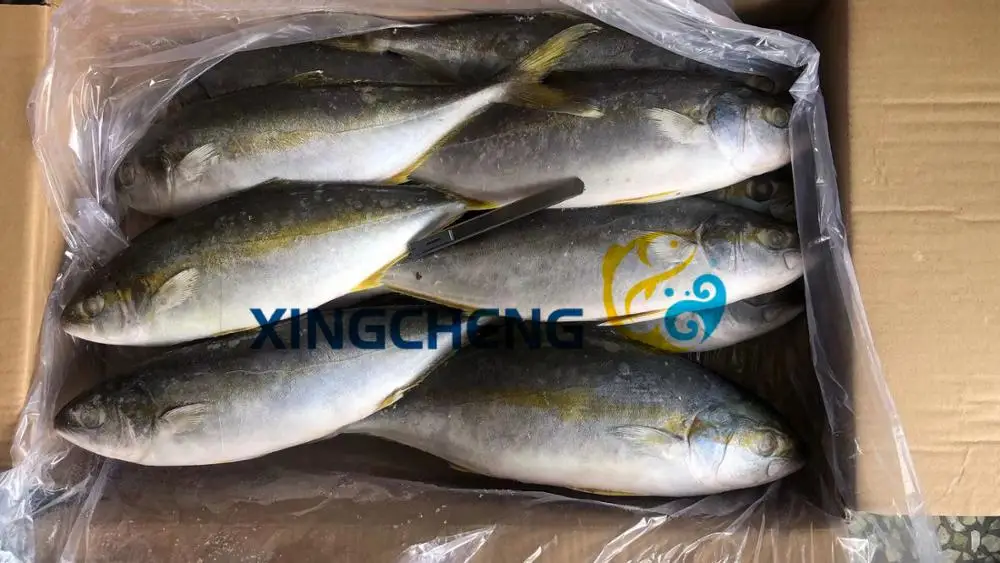 
Seafrozen Yellowtail Fish WR(Seriola quinqueradiata) Size:500-1000g/pc Hot Sale 