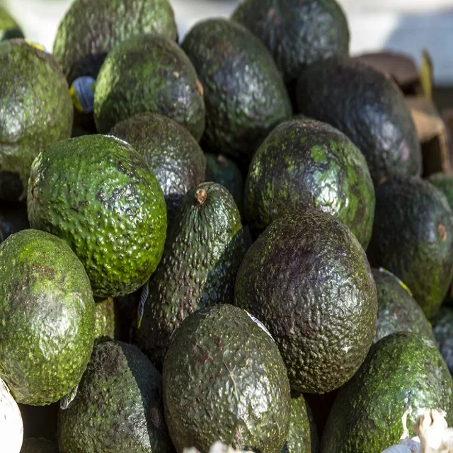 Wholesale Distributors Exporters Natural Aguacate Palta Hass Organic Mexican Fresh Avocado Premium Quality For Sale