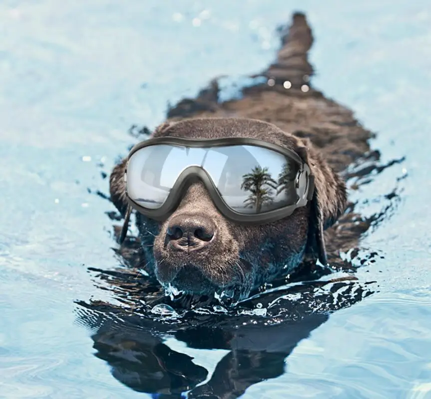 
Best Selling Adjustable UV Windproof Dog Pet Goggles Pet Sunglasses 