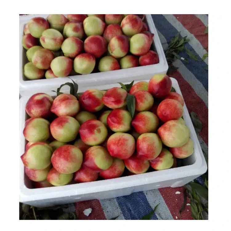 High Quality Big Green Safety Fresh Stone Fruit Peaches Nectarines