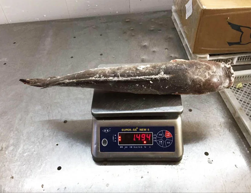 Guangzhoou Black Bullhead Chinese Farm Frozen Live Catfish WholeSale Price For African markets