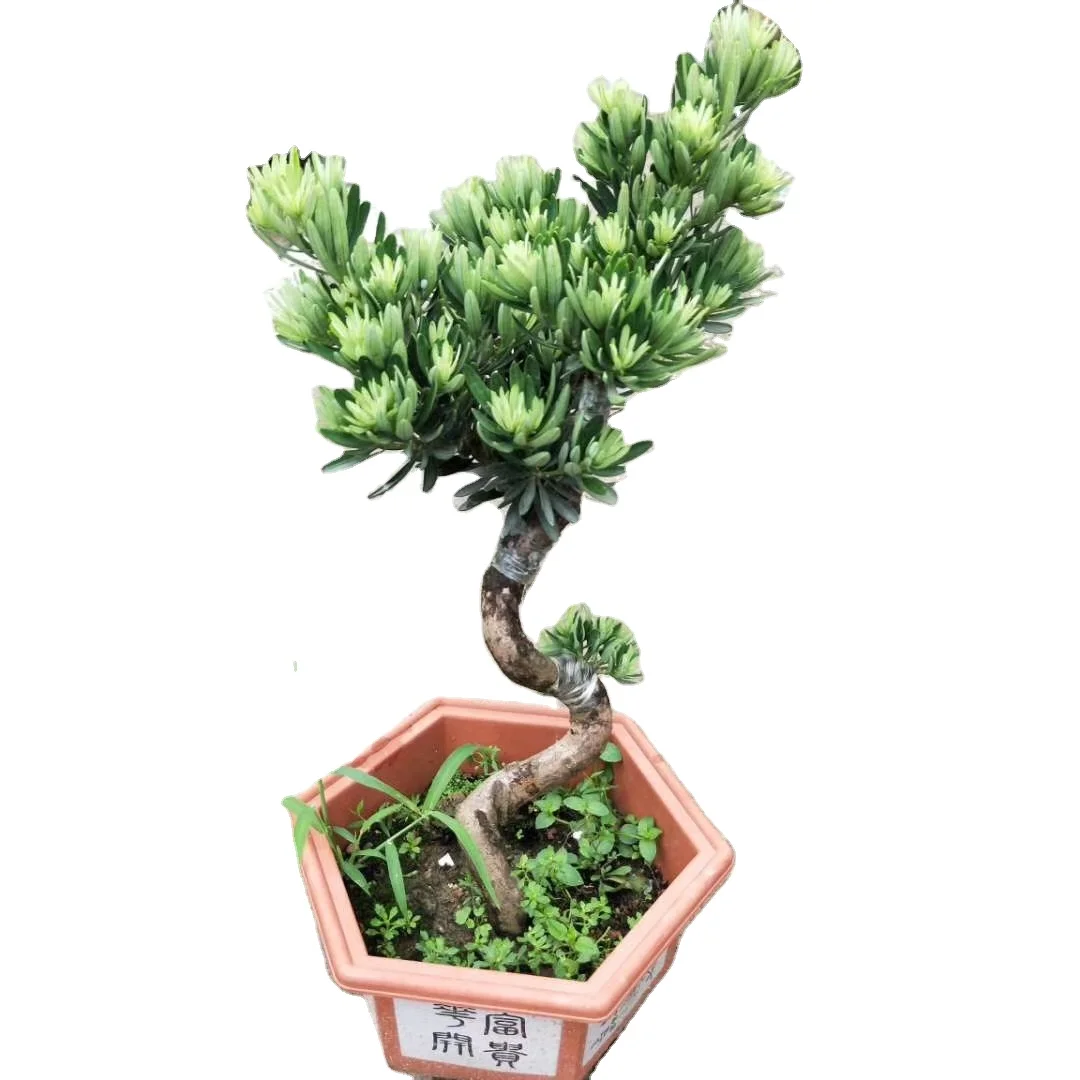 Лидер продаж 2020, ограниченное количество, красивый бонсай, деревья подокарпус макрофилл