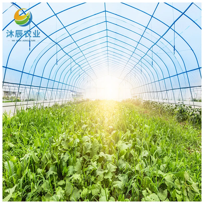 Cold Area Single Span Soil Wall Greenhouse Covered With Durable Po Film For Tomatoes/cucumber/pepper/chili