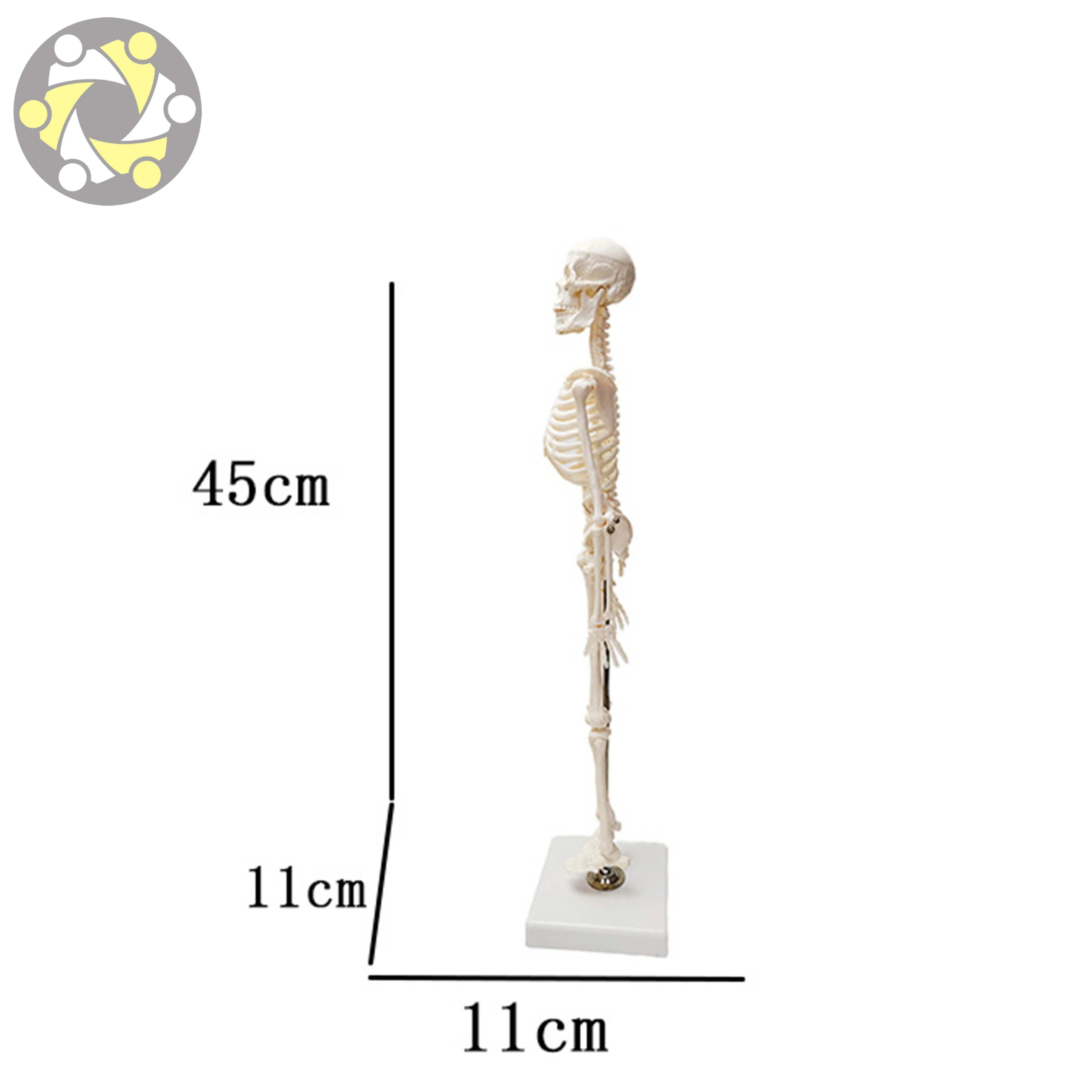 Medical Science Human PVC 45cm Skeleton Anatomical Models Teaching Resources
