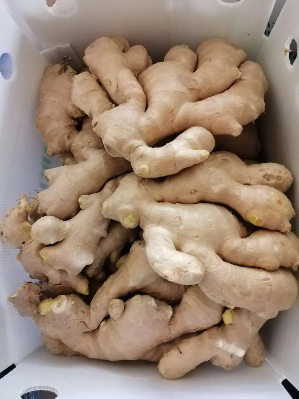 Sinofarm  2022 Wholesale organic fresh king of ginger price export from Shandong China