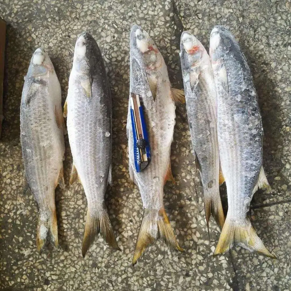 Frozen Grey Mullet Without Roe for market in 2020