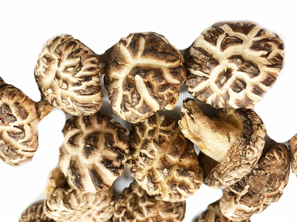 Японский необработанный дикий белый цветок donko mycelium flower shiitake