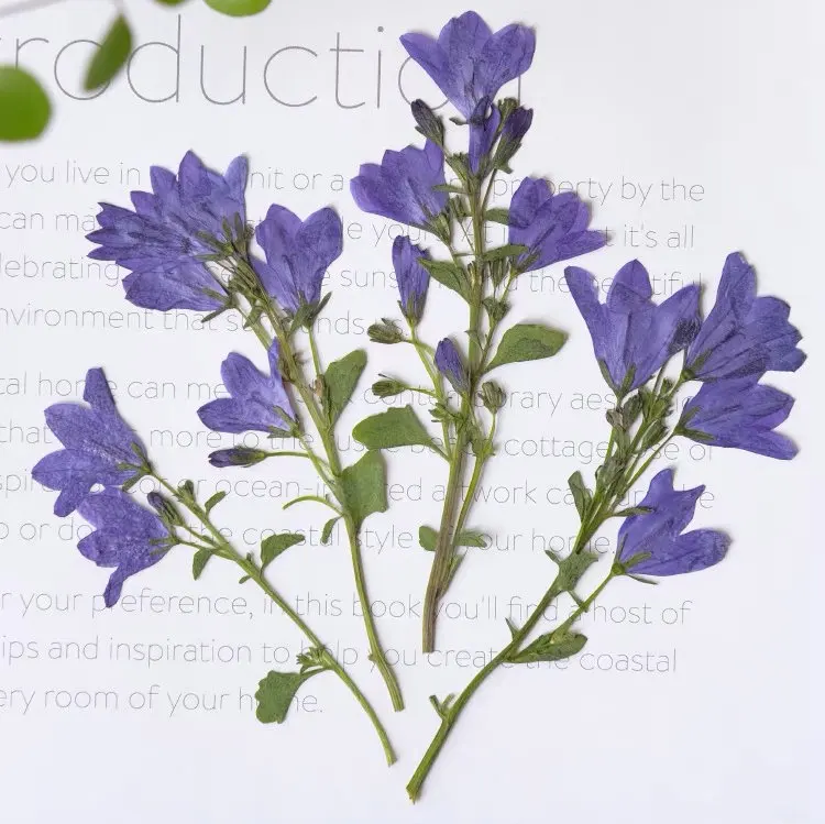 Canterbury Bells With Branches Pressed Flower For DIY Craft Resin Art Photo Frame Wedding Bouquet