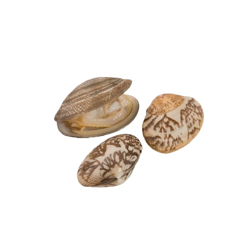 Замороженная свежая новая кипяченая моллюска с коротким горлышком с ракушкой