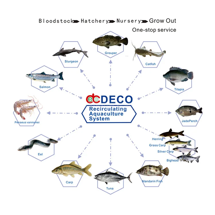 Customized DECO Nursery RAS design for Land-based Aquaculture - DECO manufacturers From China