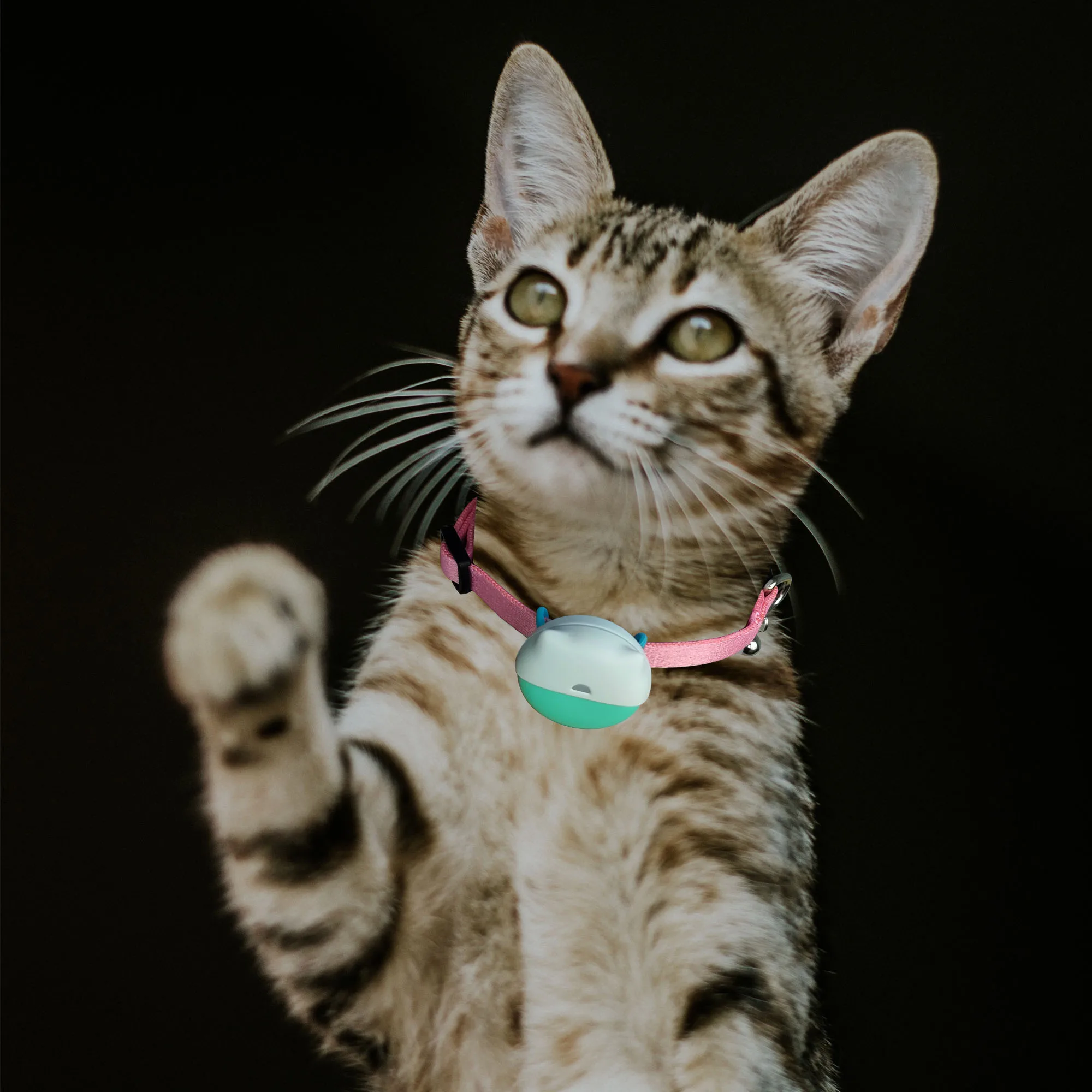 Dog Anti Lost Collar Real Time Historical Route Tracker Pet GPS Tracking Locator