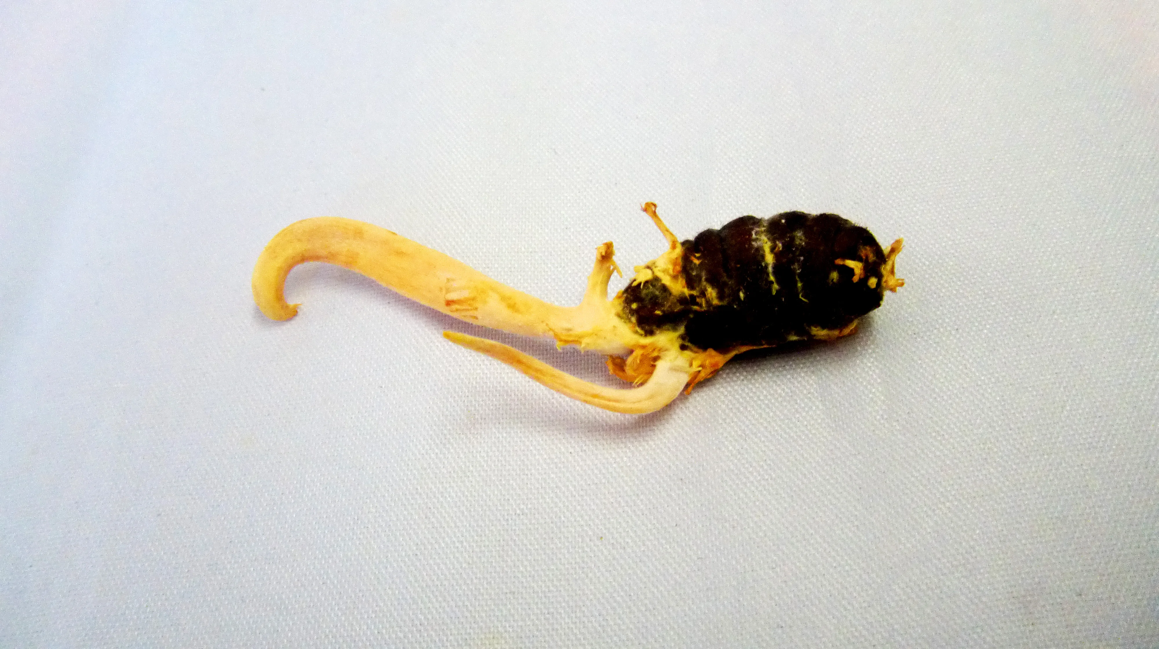 Bulk Dry The (caterpillar Fungus) Manufacturer Cordyceps-militaris-price Sinensi Raw Military Mushroom Cordyceps Militaris Dried