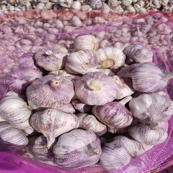 2023 New Fresh White Garlic in 10kg bags