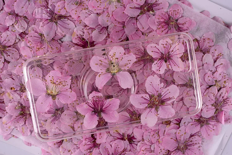 Peach Blossom Scrapbooking Epoxy Resin Natural Plant Eco-friendly Real Pressed Flower