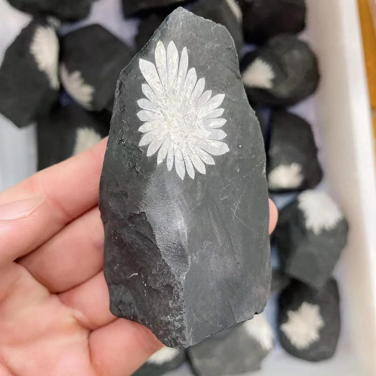 Wholesale Natural Raw stone Crystal Specimen Stone Rough Chrysanthemum Stone For Decoration