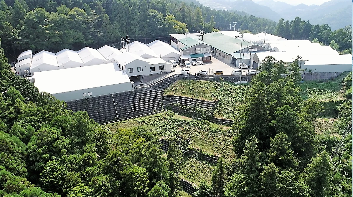 Japan excellent cost performance buy dry mushroom magic slices