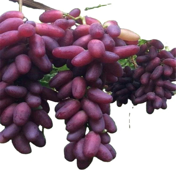 
Promotional top quality fruit tree grape plant seeds grape seedlings for sale 
