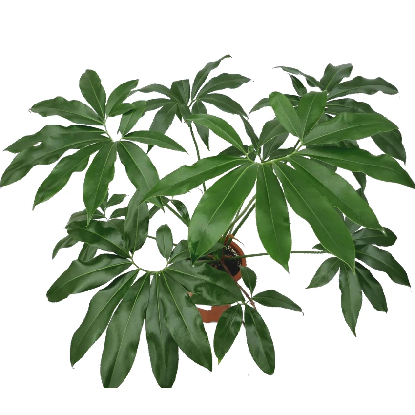 
Factory Direct Wholesaling Tissue Culture Tray Plug Pot Philodendron Goeldii Plants 