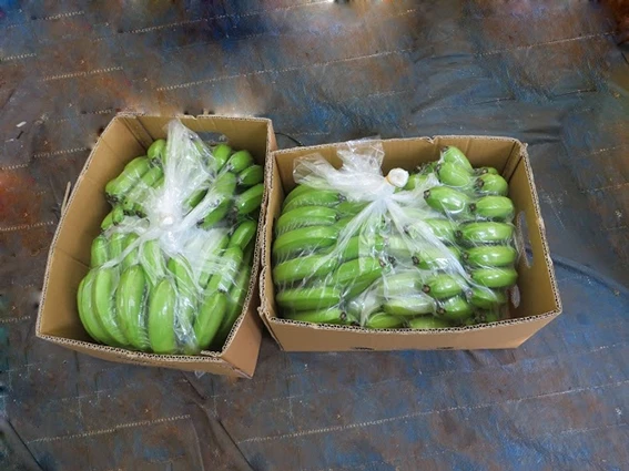 
Vietnam Export Product Fresh cavendish banana Best Price fresh bananas Grade A Best quality 