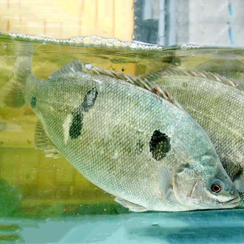 
High quality brewer Yeast cell wall / Mannan Oligosaccharide / MOS probiotics for fish growth booster 