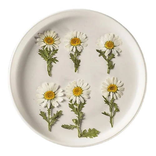 Маргарита Маргаритка с ветвями формочка из смолы положительным давлением живопись натуральное растение экологически чистый настоящий прессованный цветок