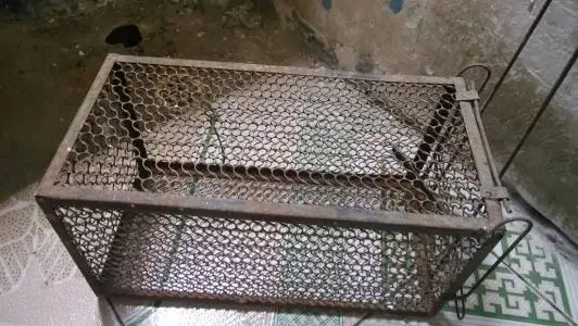  Хорошее качество крысы мыши ловушка