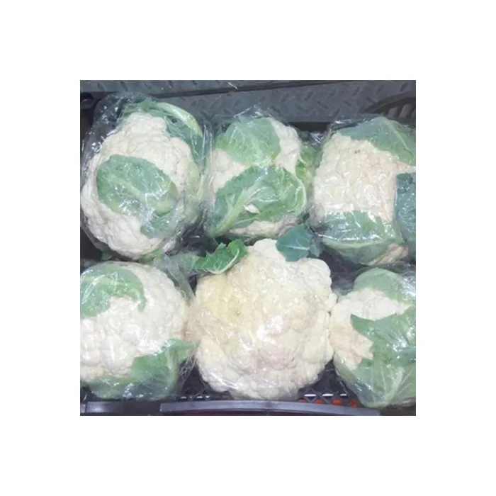 Оптовая продажа, лучшее качество, свежий Капучинатор, отличные цены, быстрая доставка