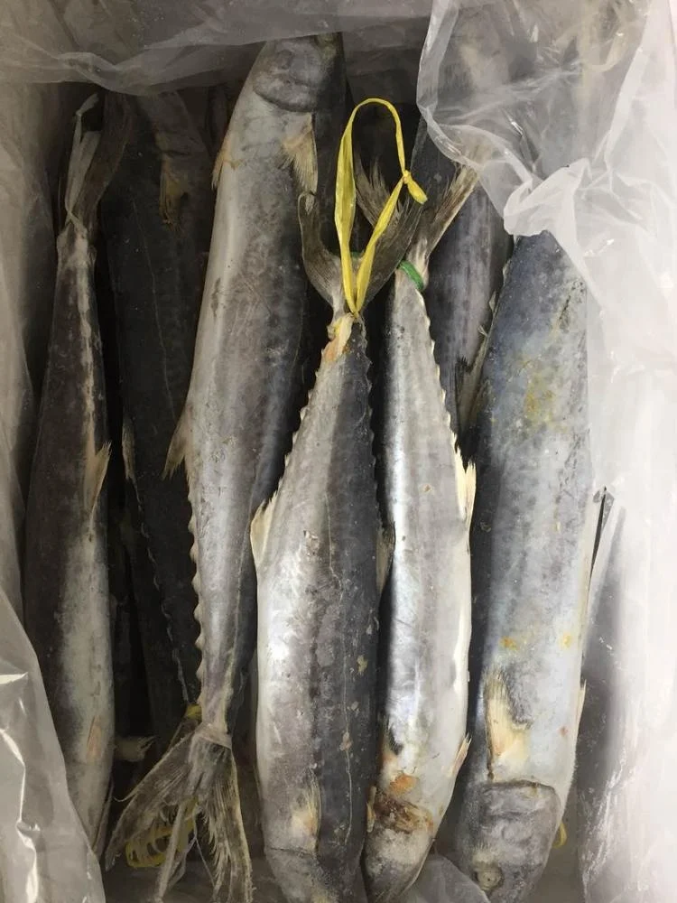 Frozen Spotted Spanish Mackerel Good Sale