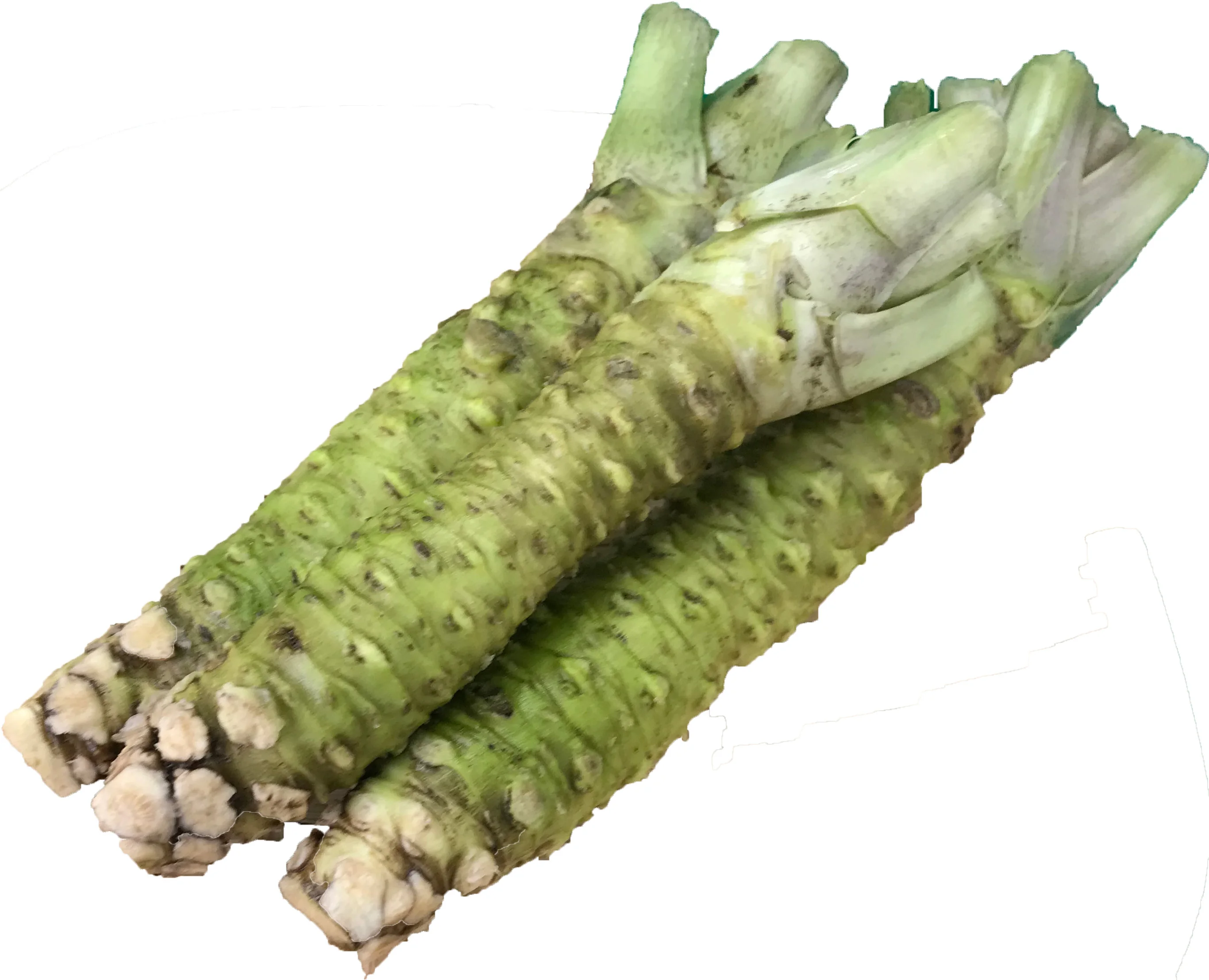 Аутентичный свежий сильный аварийный соус васаби оптом