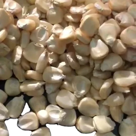 Export quality egypt origin white maize