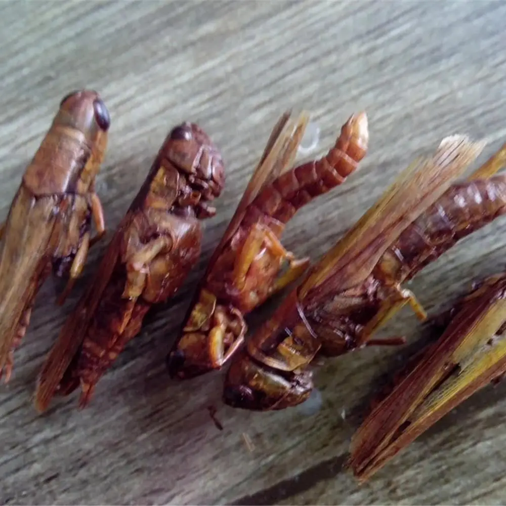 
Factory Sell organic pet bird food dried grasshopper dried cricket 